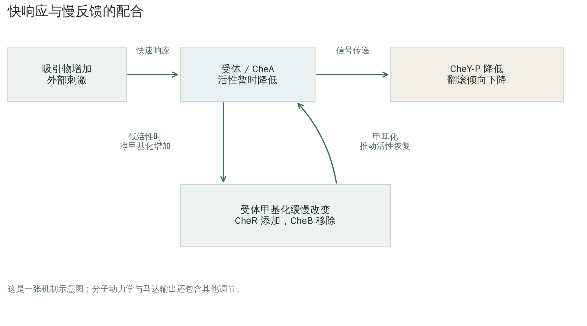 趋化网络快响应与慢反馈的机制示意